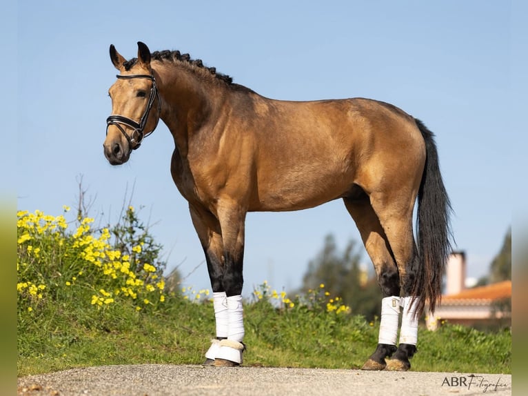 Lusitanos Hengst 4 Jahre 158 cm Buckskin in Mafra