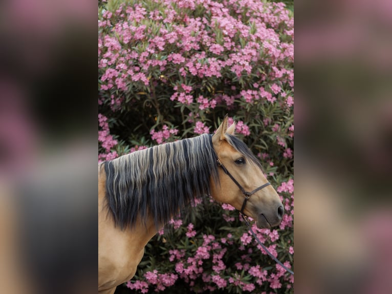 Lusitanos Hengst 4 Jahre 158 cm Falbe in Vila Viçosa