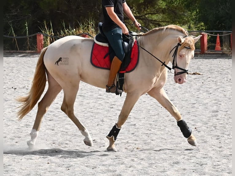 Lusitanos Hengst 4 Jahre 159 cm Cremello in Mallorca