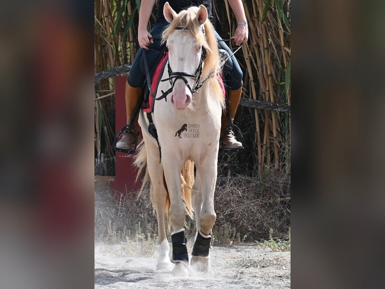 Lusitanos Hengst 4 Jahre 159 cm Cremello in Mallorca