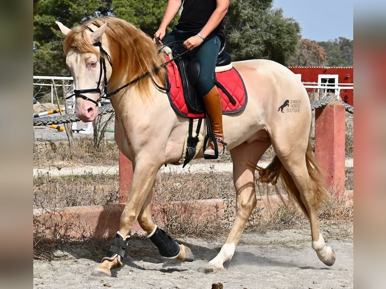 Lusitanos Hengst 4 Jahre 159 cm Cremello in Mallorca