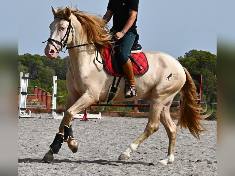 Lusitanos Hengst 4 Jahre 159 cm Cremello in Mallorca