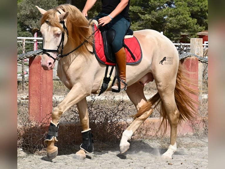 Lusitanos Hengst 4 Jahre 159 cm Cremello in Mallorca