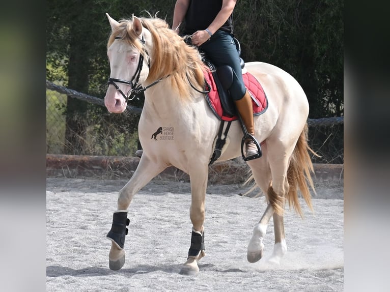 Lusitanos Hengst 4 Jahre 159 cm Cremello in Mallorca