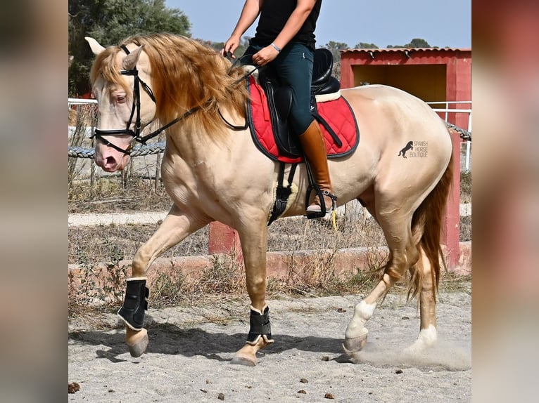 Lusitanos Hengst 4 Jahre 159 cm Cremello in Mallorca