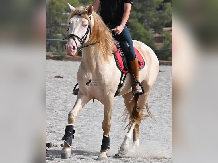Lusitanos Hengst 4 Jahre 159 cm Cremello in Mallorca