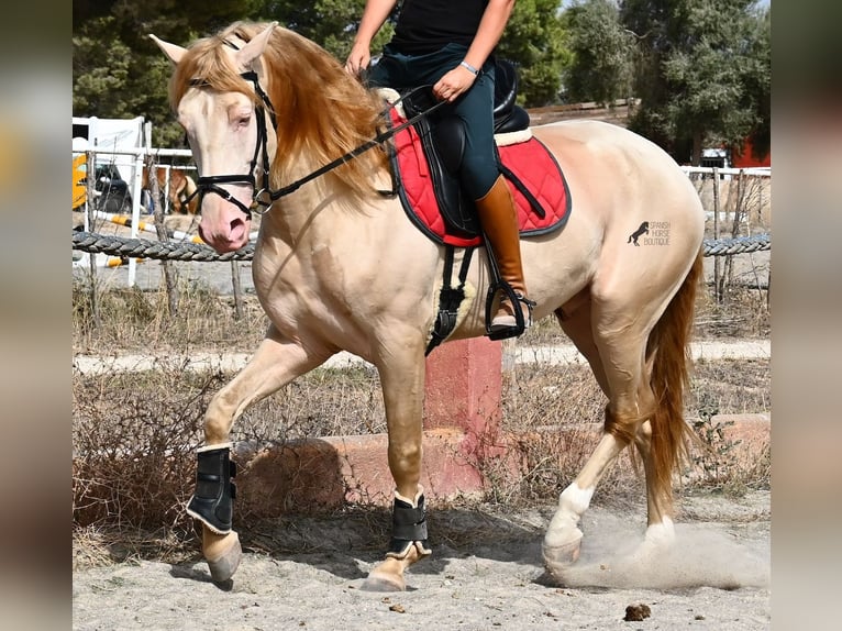 Lusitanos Hengst 4 Jahre 159 cm Cremello in Mallorca