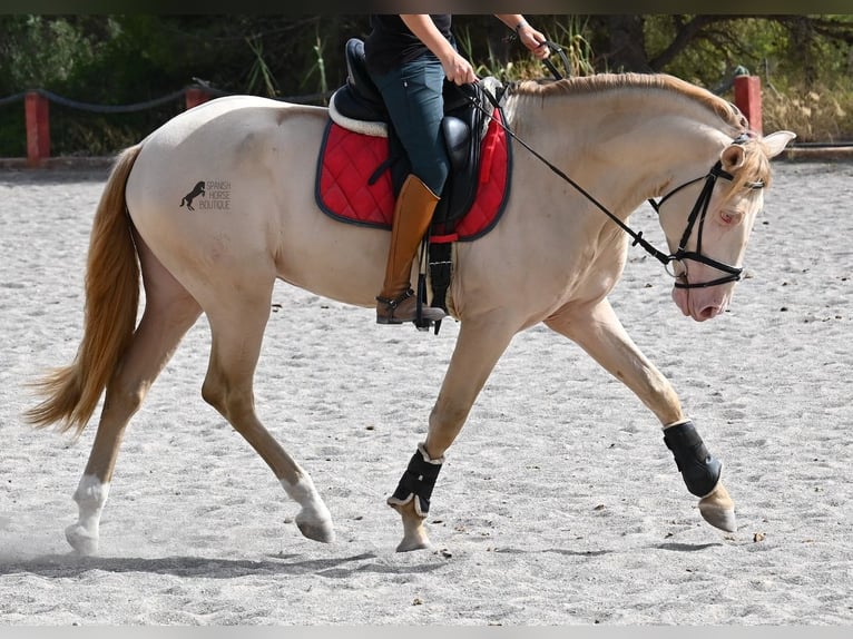 Lusitanos Hengst 4 Jahre 159 cm Cremello in Mallorca