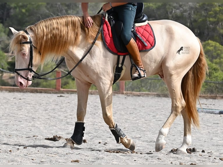 Lusitanos Hengst 4 Jahre 159 cm Cremello in Mallorca