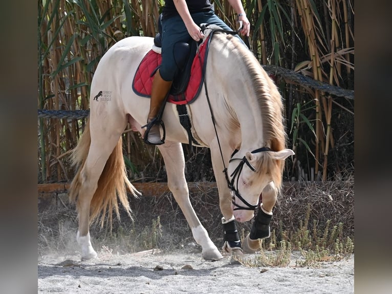 Lusitanos Hengst 4 Jahre 159 cm Cremello in Mallorca