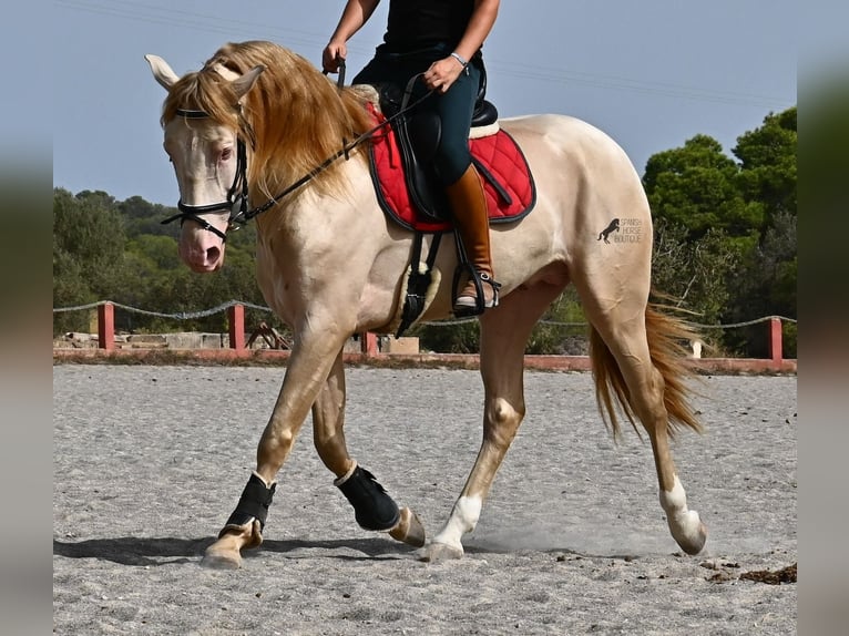 Lusitanos Hengst 4 Jahre 159 cm Cremello in Mallorca