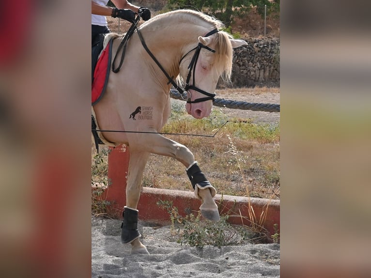 Lusitanos Hengst 4 Jahre 159 cm Cremello in Mallorca
