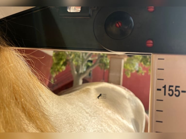 Lusitanos Hengst 4 Jahre 159 cm Cremello in Mallorca