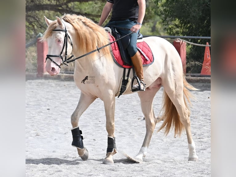 Lusitanos Hengst 4 Jahre 159 cm Cremello in Mallorca