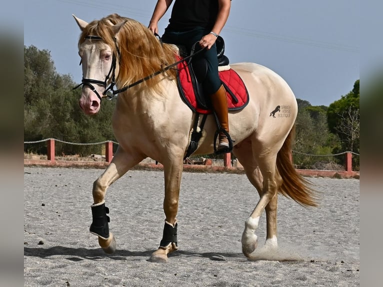 Lusitanos Hengst 4 Jahre 159 cm Cremello in Mallorca