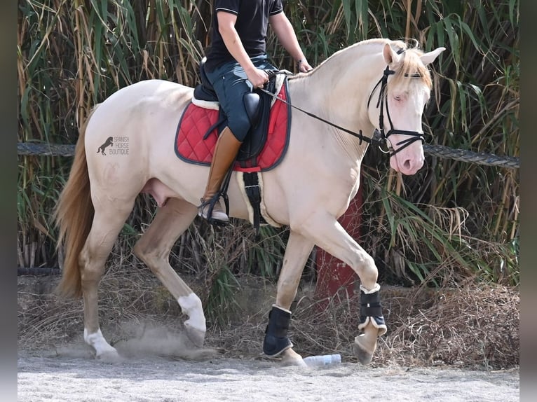 Lusitanos Hengst 4 Jahre 159 cm Cremello in Mallorca