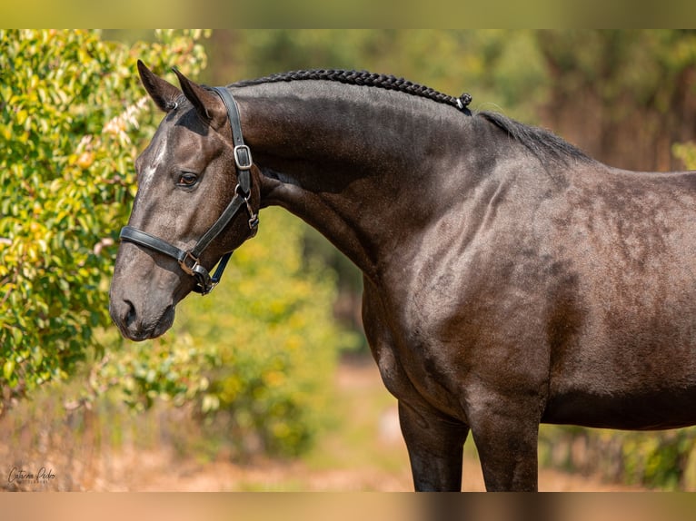 Lusitanos Hengst 4 Jahre 159 cm Schimmel in Rio Maior