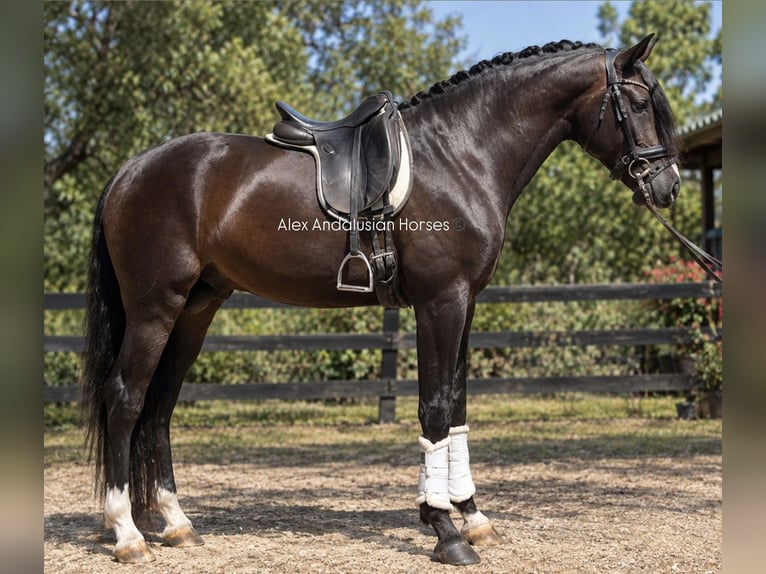 Lusitanos Hengst 4 Jahre 160 cm Brauner in Sevilla