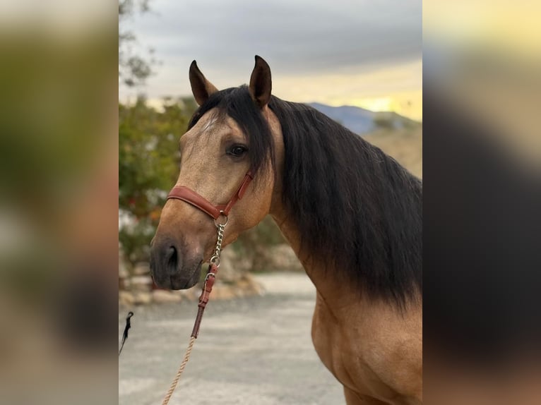 Lusitanos Hengst 4 Jahre 160 cm Buckskin in Martfeld
