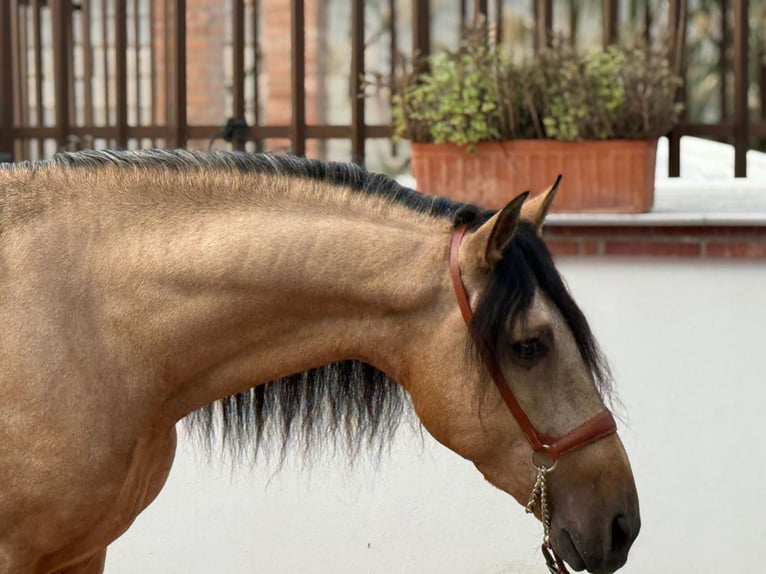 Lusitanos Hengst 4 Jahre 160 cm Buckskin in Martfeld