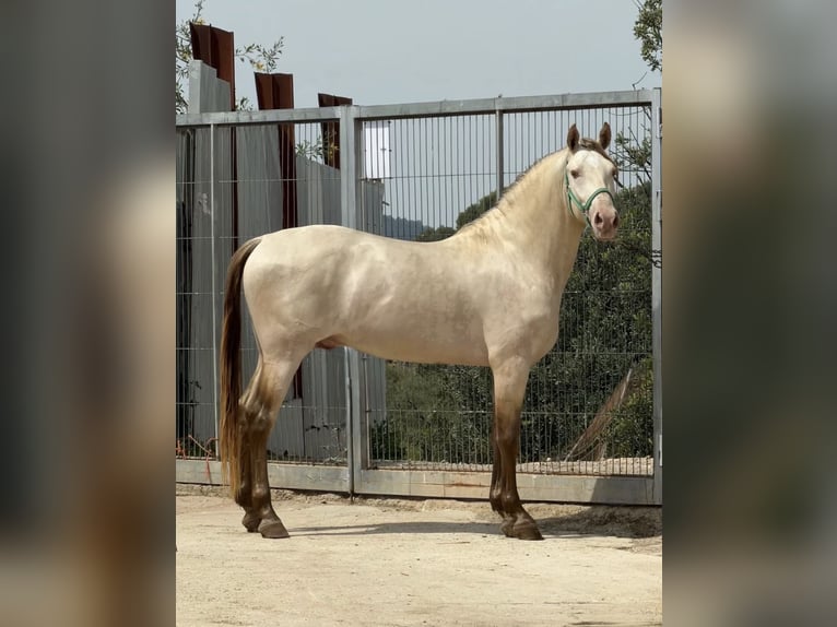Lusitanos Hengst 4 Jahre 160 cm Cremello in Riba-roja de Túria