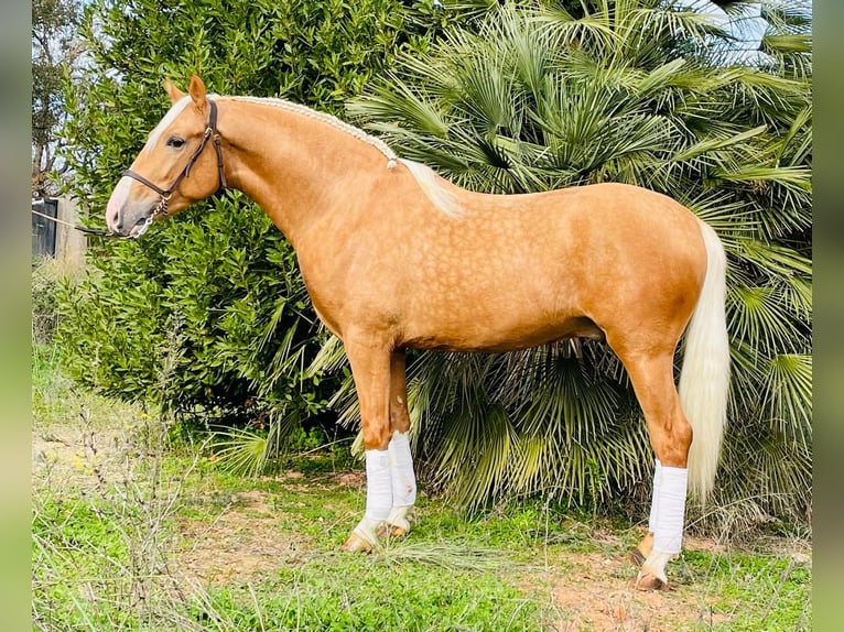Lusitanos Hengst 4 Jahre 160 cm Palomino in Lahr/Schwarzwald