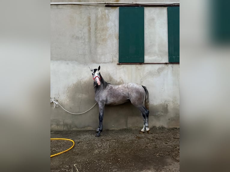 Lusitanos Hengst 4 Jahre 160 cm Schimmel in Rio Maior