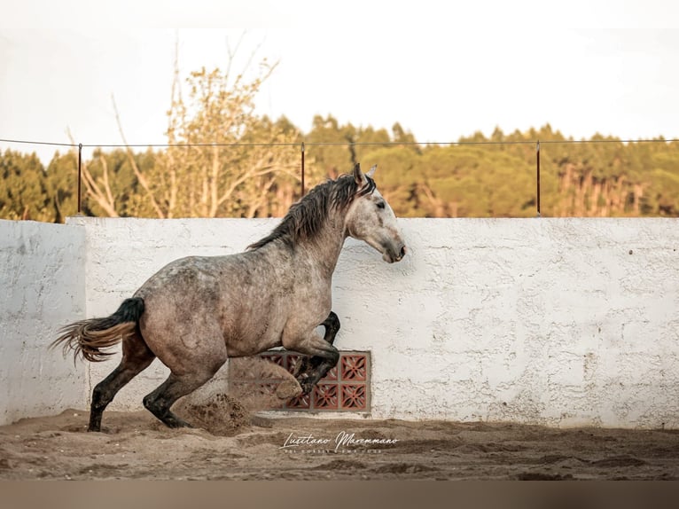 Lusitanos Hengst 4 Jahre 160 cm Schimmel in Rio Maior
