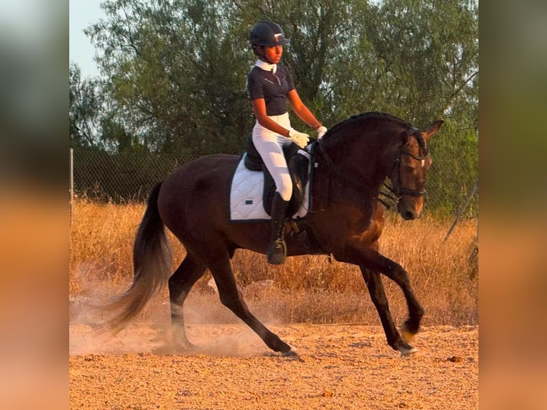 Lusitanos Hengst 4 Jahre 162 cm Apfelschimmel in Martfeld