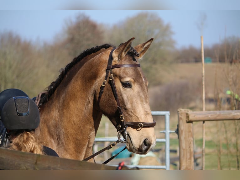 Lusitanos Hengst 4 Jahre 162 cm Buckskin in Postfeld