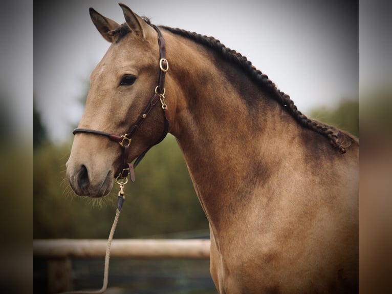 Lusitanos Hengst 4 Jahre 162 cm Buckskin in Postfeld