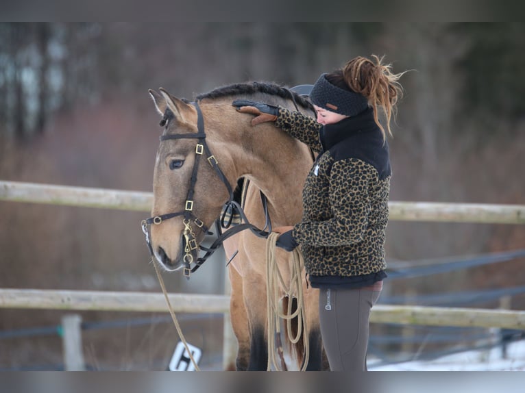 Lusitanos Hengst 4 Jahre 162 cm Buckskin in Postfeld