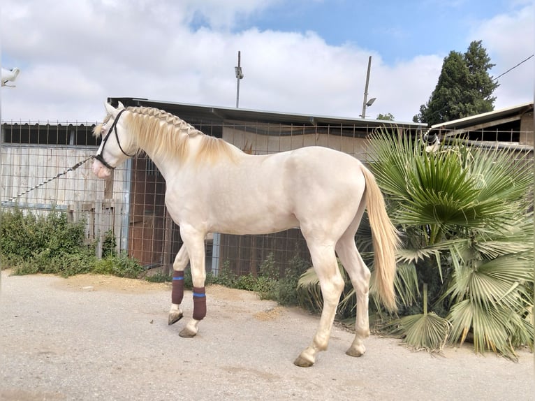 Lusitanos Hengst 4 Jahre 162 cm Cremello in Llombai