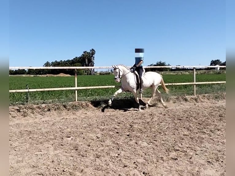 Lusitanos Hengst 4 Jahre 162 cm Cremello in Llombai