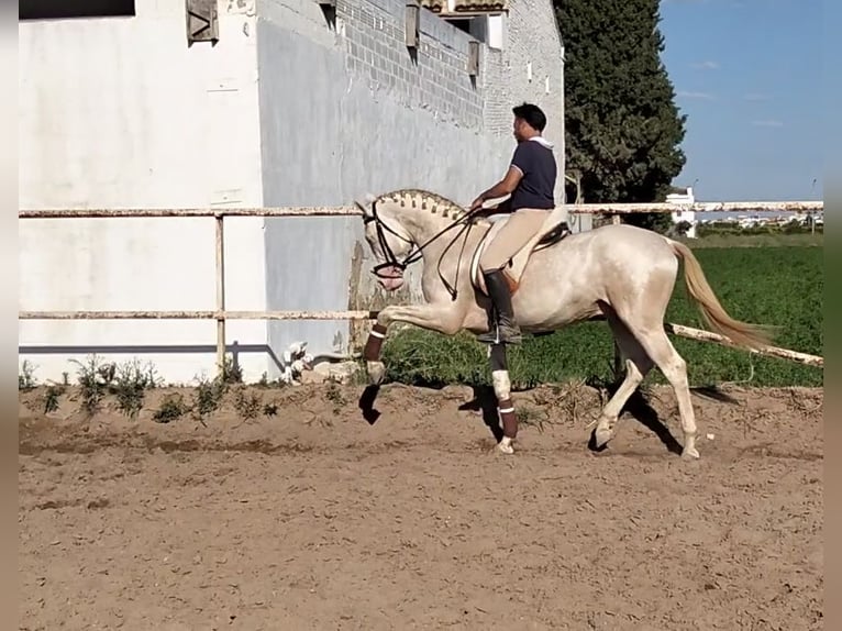 Lusitanos Hengst 4 Jahre 162 cm Cremello in Llombai