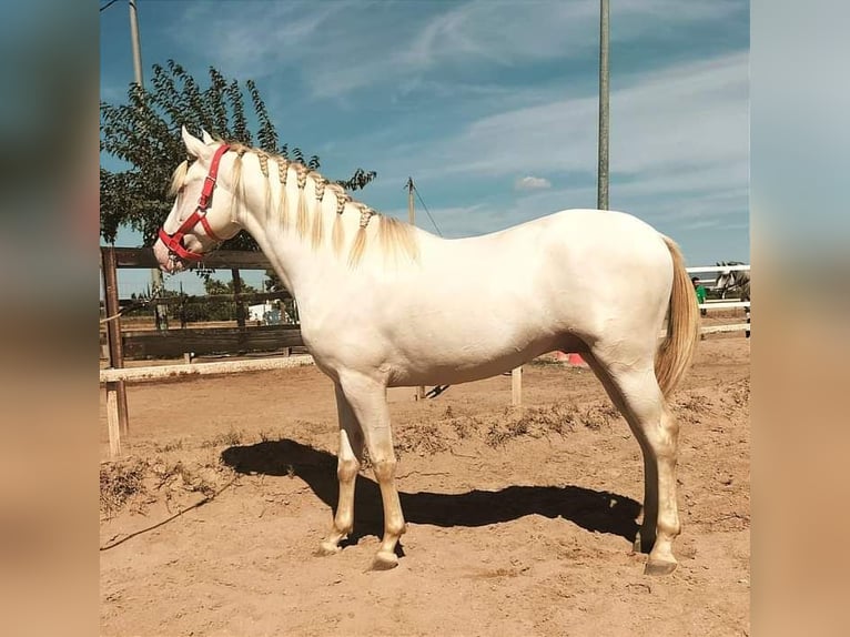 Lusitanos Hengst 4 Jahre 162 cm Cremello in Llombai