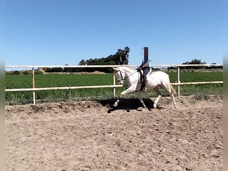 Lusitanos Hengst 4 Jahre 162 cm Cremello in Llombai