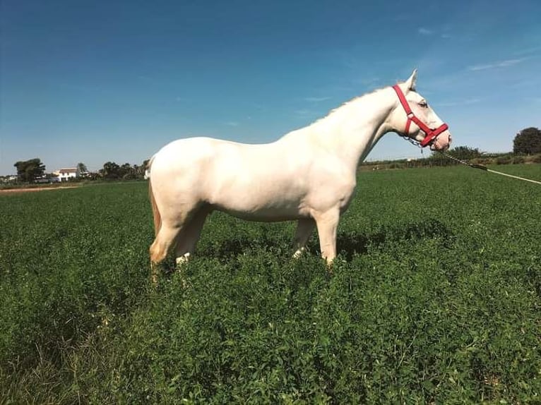 Lusitanos Hengst 4 Jahre 162 cm Cremello in Llombai