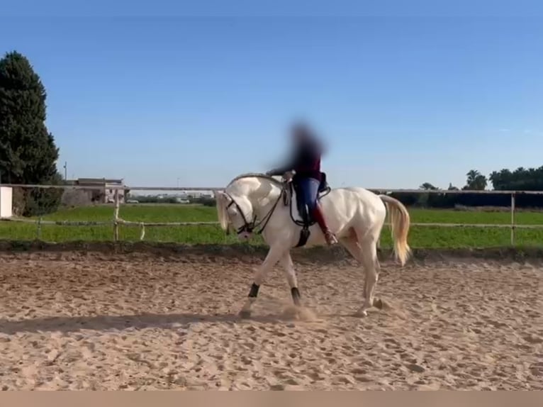 Lusitanos Hengst 4 Jahre 162 cm Cremello in Llombai
