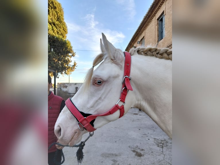 Lusitanos Hengst 4 Jahre 162 cm Cremello in Llombai