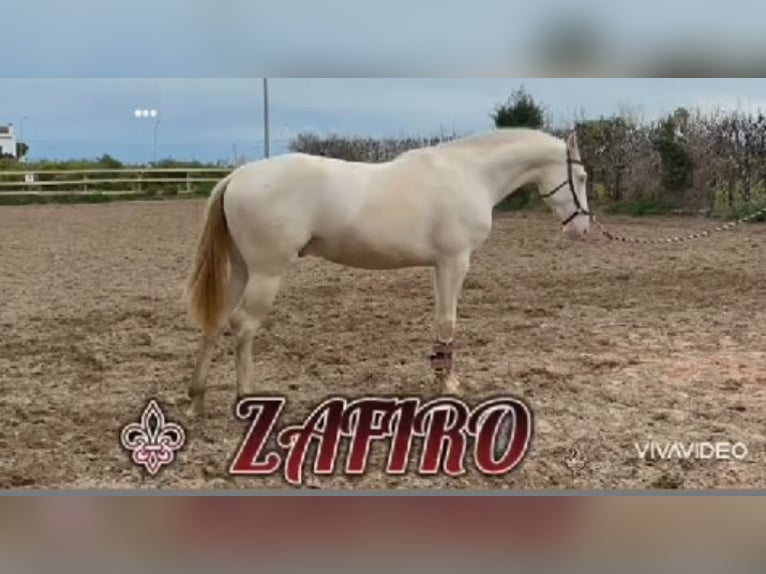 Lusitanos Hengst 4 Jahre 162 cm Cremello in Llombai