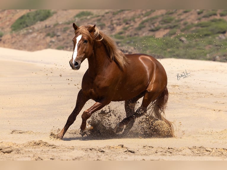 Lusitanos Hengst 4 Jahre 162 cm Fuchs in Rio Maior