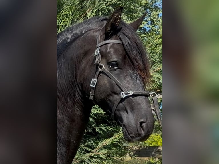 Lusitanos Hengst 4 Jahre 162 cm Rappe in Rio Maior