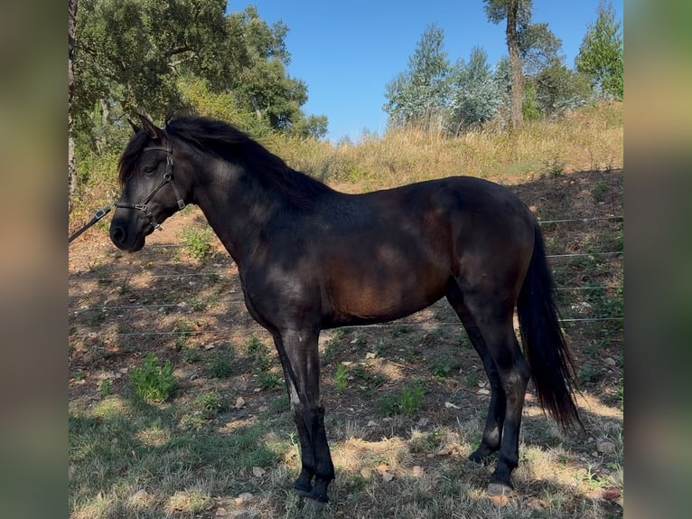 Lusitanos Hengst 4 Jahre 162 cm Rappe in Rio Maior