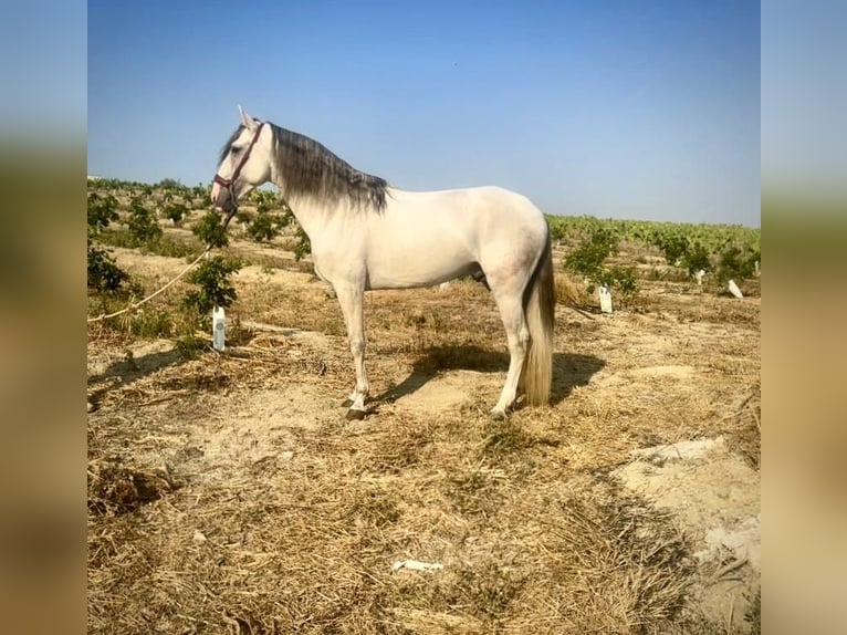 Lusitanos Hengst 4 Jahre 162 cm Schimmel in Galaroza (Huelva)