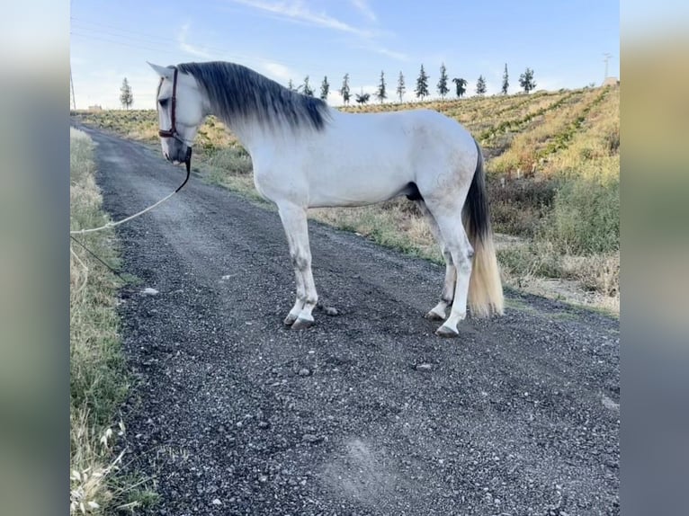 Lusitanos Hengst 4 Jahre 162 cm Schimmel in Galaroza (Huelva)