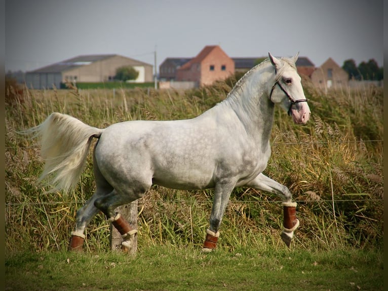 Lusitanos Hengst 4 Jahre 162 cm Schimmel in Bredene