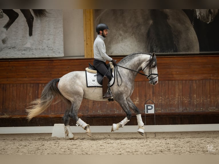 Lusitanos Hengst 4 Jahre 162 cm Schimmel in Coruche