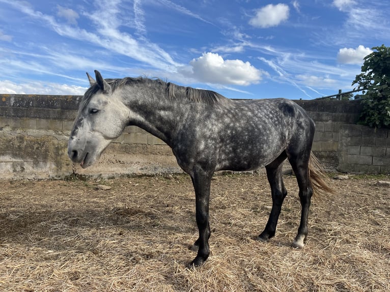 Lusitanos Hengst 4 Jahre 163 cm Apfelschimmel in Vila Viçosa