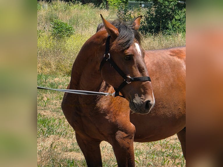 Lusitanos Hengst 4 Jahre 163 cm Dunkelbrauner in Golega